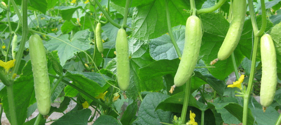 New hybrid f1 white cucumber seeds manufacturers short white small cucumber seed for planting