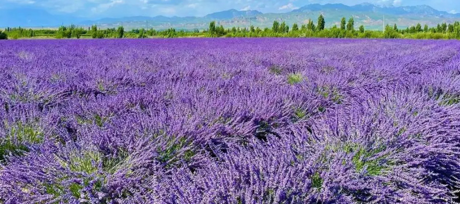 1kg 100% pure lavender seeds raw hybrid natural aromatherapy plant lavender flower seed