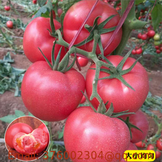 High yield china vegetable good prices big pink tomato seeds f1 hybrid red tomato seeds for sale