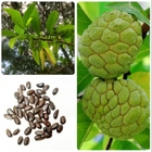 New custard apple seeds Annona reticulata fruit tree seed with high sprouting rate