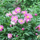 High quality raw active red peony seeds new collected with red flowers