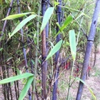 Sell Shady plant new Phyllostachys Nigra seeds purple bamboo for backyard planting