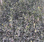 Top grade fresh dried Yuzu tree citrus junos seeds for planting