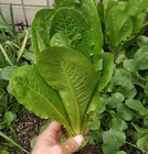 Cold resistance leaf vegetable romaine lettuce seeds for cultivate