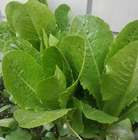 Cold resistance leaf vegetable romaine lettuce seeds for cultivate