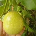 High Yield Passion seeds Passiflora caerulea seed with Golden Yellow fruits Skin