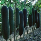 Dark green Chinese winter melon seeds long Wax gourd seed for special vegetable sow