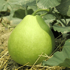 Edible vegetable fruit Lagenaria siceraria Molina Standl seeds Calabash gourd for planting