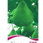 Edible vegetable fruit Lagenaria siceraria Molina Standl seeds Calabash gourd for planting