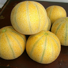 Hybrid f1 10g sweet melon seeds spanspek muskmelon seeds for sowing