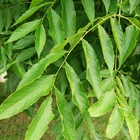 Road pavement tree Sapindus mukorossi seeds Indian soapberry black washnut seed for sowing