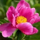 Ornamental flower plant china pure raw herbaceous peony seeds