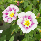 500g mixed multi colors Convolvulus tricolor seeds dwarf morning-glory seed with Good looking