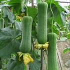 Bagged loofah seeds edible vegetable fruits Luffa aegyptiaca seed for planting
