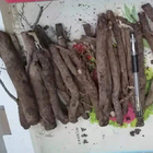 Ornamental tree Chinese fresh paulownia root cuttings for planting