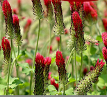 Italian Crimson Clover seeds Trifolium Incarnatum seed for decorative