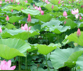 Water Plant Nelumbo Nucifera Seeds Simply Indian Lotus Seeds For Planting