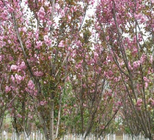 Premium grade dried wholesale Japanese flowering cherry seeds for landscape