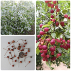Top quality Chinese Manchurian crab apple Siberian Malus baccata seeds