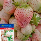 Cultivated hybrid f1 vegetable White Strawberries seeds for sowing