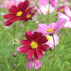 Most popular cosmos bipinnatus Mexican aster seeds for garden flower planting