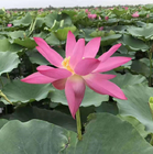 New collected fresh Nelumbo nucifera Rhizome Lotus roots for sale