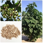 500g new arrival HYBRID 9503 Pawlonia seeds for decoration tree