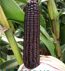 New hybrid maize Black Waxy Corn Seeds With Sweet Tastes 200g/Bag