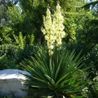 Agave sisalana seed Sisal Beautiful looking succulent seeds for garden