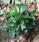 Hybrid high yeild Raw Coffee bean coffee Coffea seeds for planting