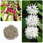 Hybrid high yeild Raw Coffee bean coffee Coffea seeds for planting