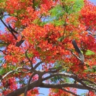 Tropical tree flamboyant tree royal poinciana seeds for cultivating