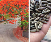 New raw Delonix regia seeds peacock Flame Tree seed for planting