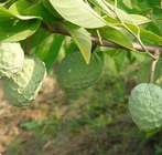 Wholesale raw Sugar Apple Sweetsop Annona Squamosa seeds for plant