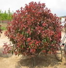 Photinia Red Robin Landscape plants photinia fraseri seeds Red-Tip Photinia leaf for planting