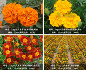 Mixed colors new Orange yellow Annual flower Dwarf Marigold seeds for sale