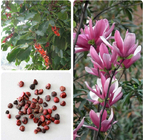 China Mulan purple lily Magnolia liliflora seeds for decoration tree