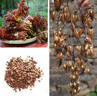 Xiangchun red Chinese Toon Shoots tree seeds Novel Plant of Chinese Mahogany Cedar seed