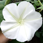 9pcs Mixed colours Giant morning glory seeds moonlight with white red pink color