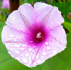 9pcs Mixed colours Giant morning glory seeds moonlight with white red pink color