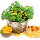 Dwarf potted small tomato seeds 200pcs sweet yellow saint fruit balcony farm vegetables seed