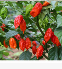 50pcs Super hot taste ghost pepper seeds for garden sowing