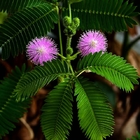 1KG Pure high quality Pink flower Mimosa pudica Linn seeds for garden planting