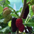 1KG Sweet fruits Fast-growing chinese mulberry tree seeds for sale