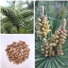 Evergreen Chinese red pine seeds Pinus resinosa seed for selling