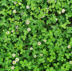 Trifolium Repens seeds Herbaceous perennial ornamental plant Dutch clover