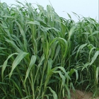 Seeds of sudangrass Sorghum drummondii seed for forage cow feeding