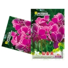Fragrant flowers Cyclamen persicum seed planting Persian Cyclamen seeds