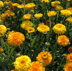 Jin Zhan Hua mix colors lovely Scotch marigold seeds for garden sowing
