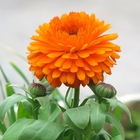 Jin Zhan Hua mix colors lovely Scotch marigold seeds for garden sowing